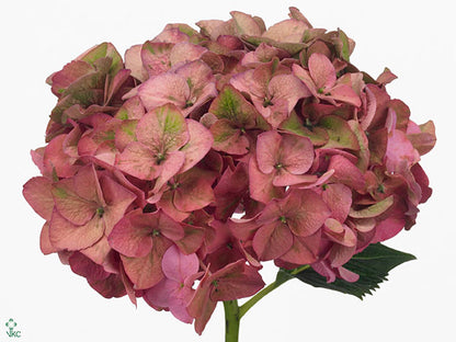Hydrangea - Rodeo