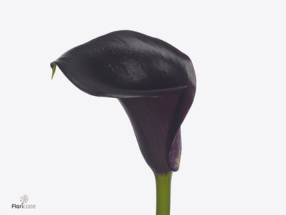 Calla Lily - Zantedeschia - Call Ceara