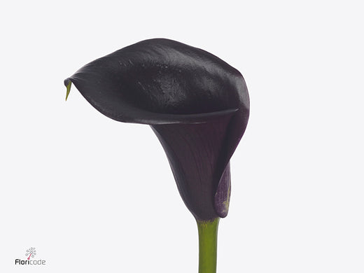 Calla Lily - Zantedeschia - Call Ceara