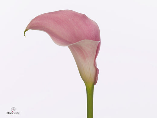 Calla Candyfloss