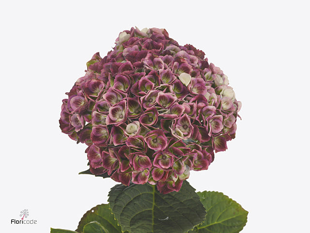 Hydrangea - Hokomarevo - Magical Revolution Purple Classic