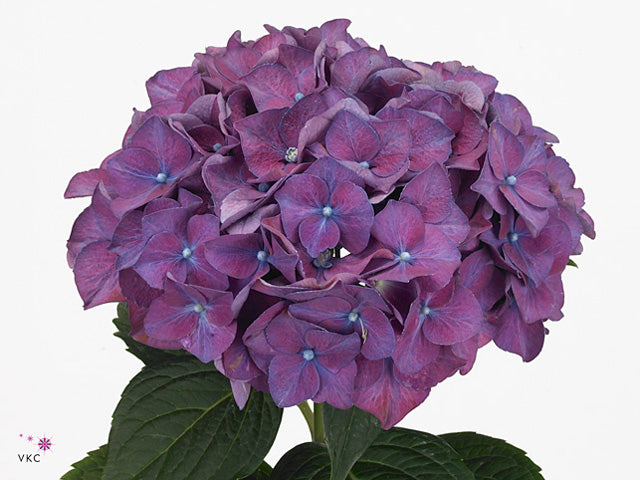 Hydrangea - Rodeo