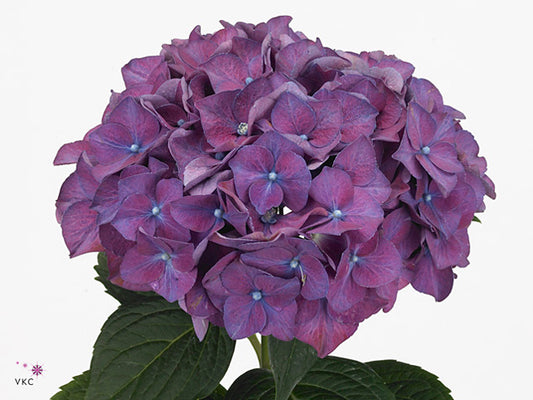 Hydrangea - Rodeo