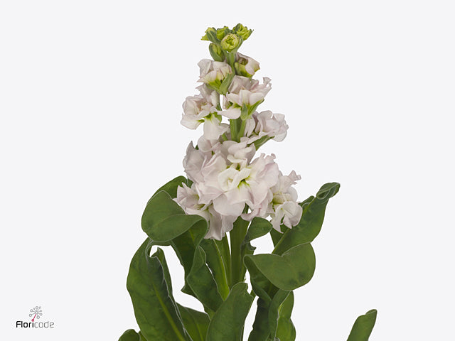 FeedSync:wholesale:58fff3e31334c432ba30cf29f8d31343000a6dcb