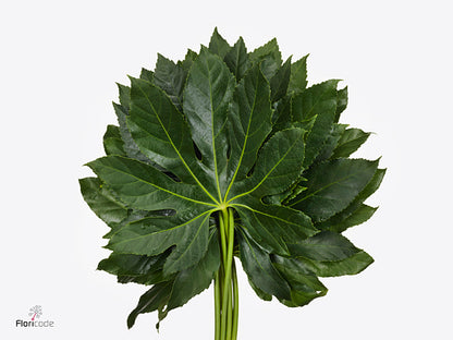 FeedSync:wholesale:25503993222d7006b3e051691e6abc67279a8933