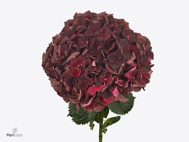 FeedSync:wholesale:14eec85af41897ec6266dd423ae0e7072c1711c9