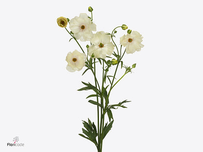 Butterfly Ranunculus - Rax Keramos