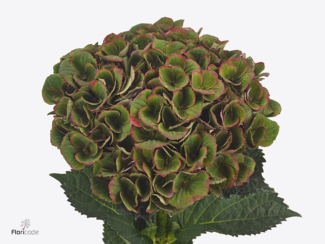 Hydrangea - Hokomareda - Magical Charlotte Classic