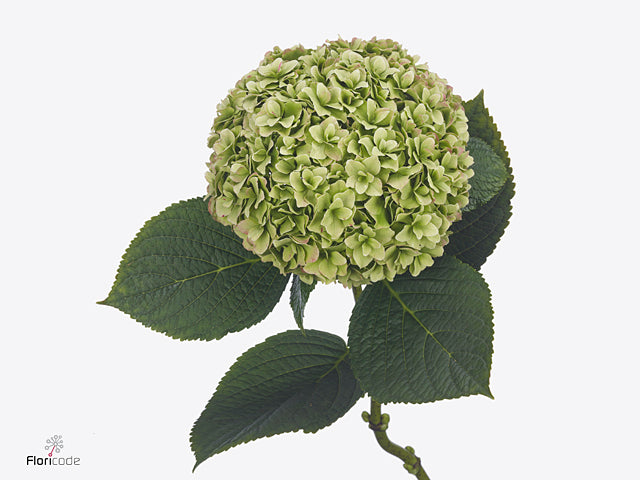 FeedSync:wholesale:f0cf77d30709401fae70fb42b61aac8a5ba11045