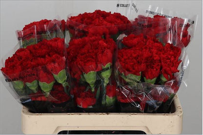 FeedSync:wholesale:2ddb4363df1918abf5c6f7f455b13eea8e5d21bd