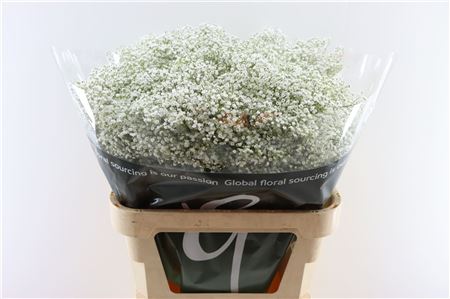 Gypsophila Million Star (25 Stems)