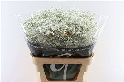 Gypsophila Million Star (25 Stems)