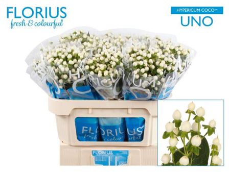 FeedSync:wholesale:4702b1f39960562f7eda3827b50e7303e5132d81