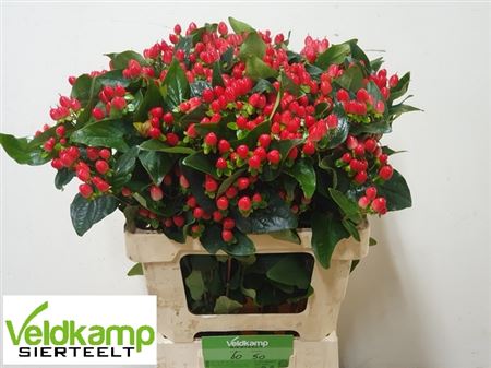 Hypericum - Hypericum inodorum - Kolmagiho