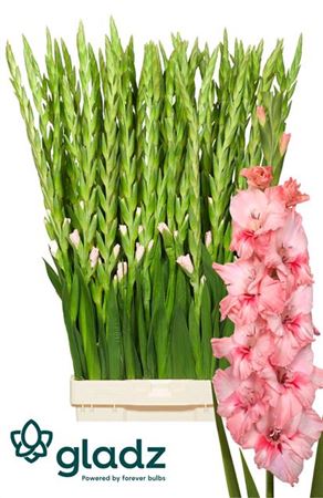 Gladiolus Pink