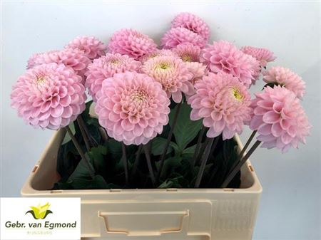 Dahlia Ball Wizz Of Oz