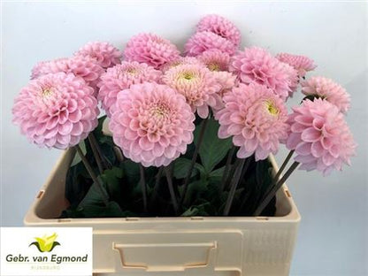 Dahlia Ball Wizz Of Oz