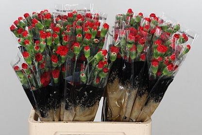 Spray Carnation - Dianthus - Aragon