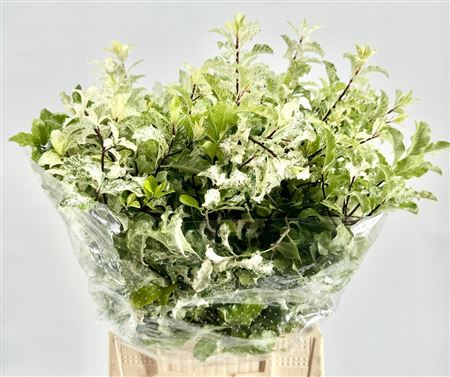 GR Pittosporum