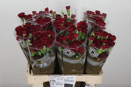 Carnation Spray Chateau (20 Stems)