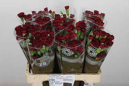 Carnation Spray Chateau (20 Stems)