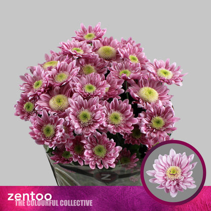 Chrysanthemum Spray Serenity Sweet