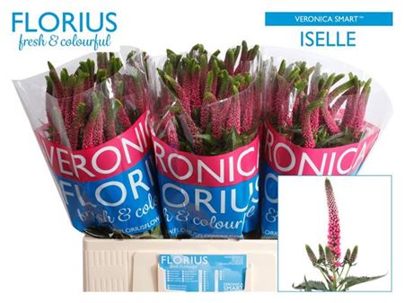 Veronica Smart Iselle (25 Stems)