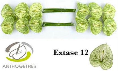 Anthurium Extase