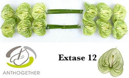 Anthurium Extase