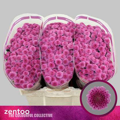FeedSync:wholesale:76c9814bcbbd7a273abd312efb836844197beddd
