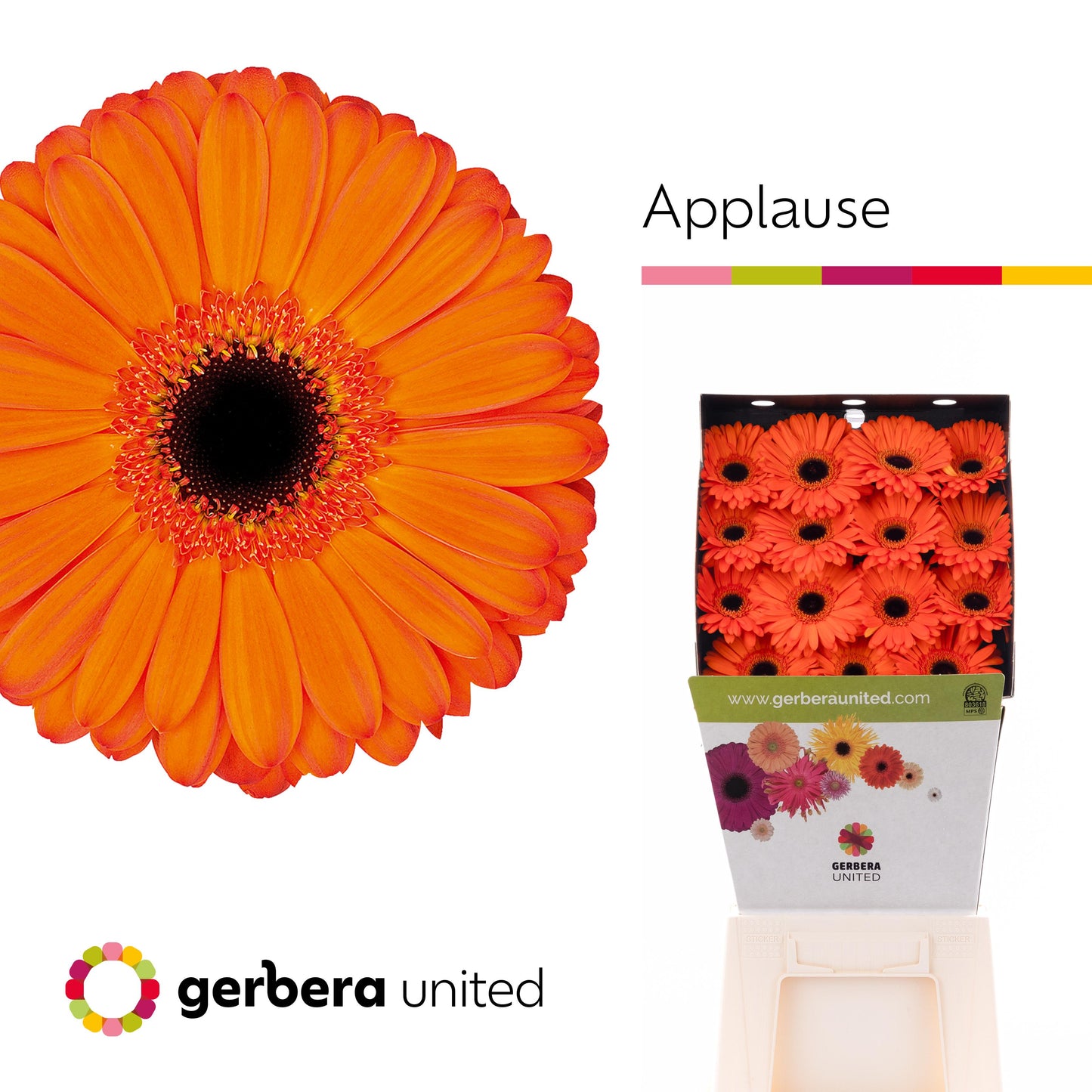 Gerbera Applause (15 Stems)