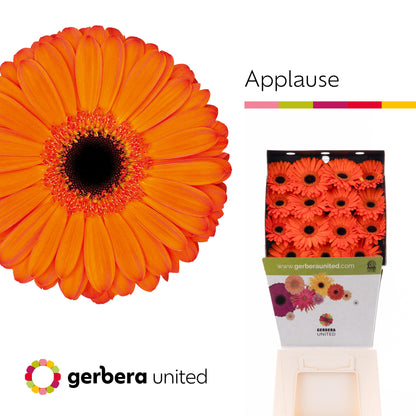 Gerbera Applause (15 Stems)