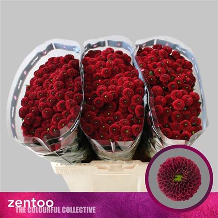 Santini Chrysanthemum - Chrysanthemum - Dekpurpetta Red