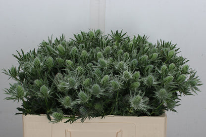 FeedSync:wholesale:72110f8f51e4ba877f706a106b2175f7c401f9ad
