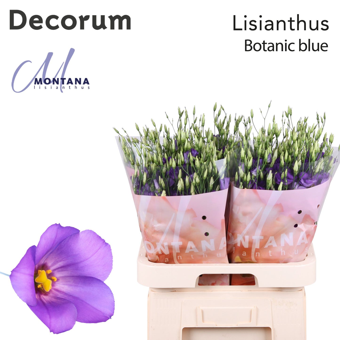 Lisianthus - Eustoma russellianum - Cecil Blue