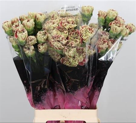 FeedSync:wholesale:e3e5c5257cc2531d21f2be7d90306f66e430acd8