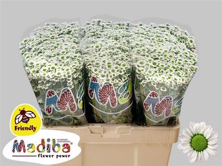 FeedSync:wholesale:a31ce7170424234eac7e16051457cee7878e8081