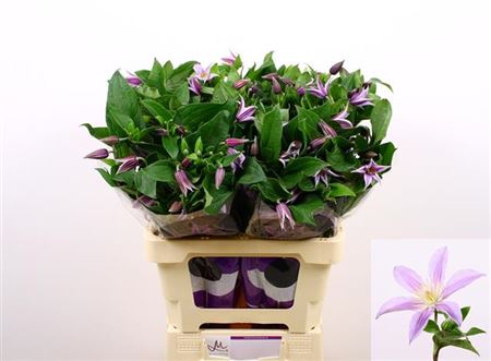 Clematis Star River (10 Stems)
