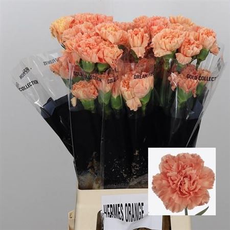 Carnation Standard Hermes Orange (20 Stems)