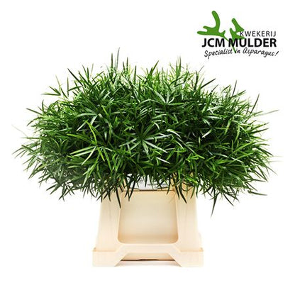 Asparagus Foliage - Asparagus - Falcatus