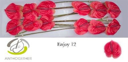 FeedSync:wholesale:0fecf2a8d0de6028816425b8b71d252d4aab4e98