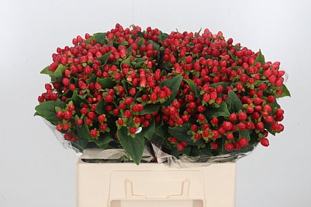 FeedSync:wholesale:64d6b1e60d0c75f1f09a425ad6e50556cf2b9e11