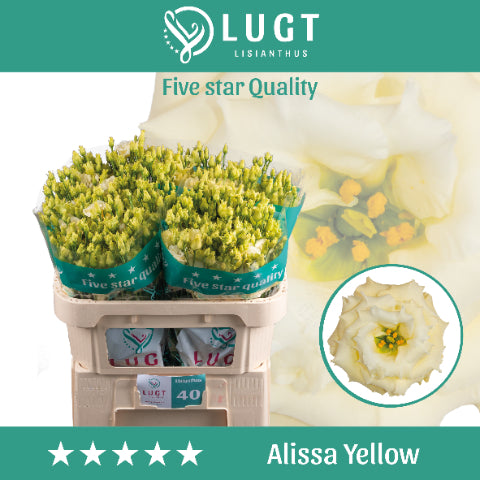 Yellow Lisianthus ‘Alissa’ – 70cm Stems