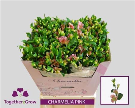 Pink Alstroemeria Charmelia ‘Zalsabri’ – 75cm Stems