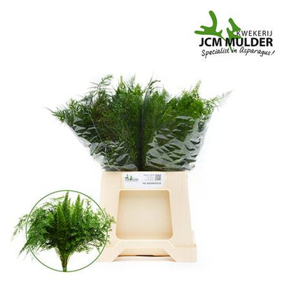 FeedSync:wholesale:2d9fa2aa338dbceabdce8faa3b3b03dbbc751279