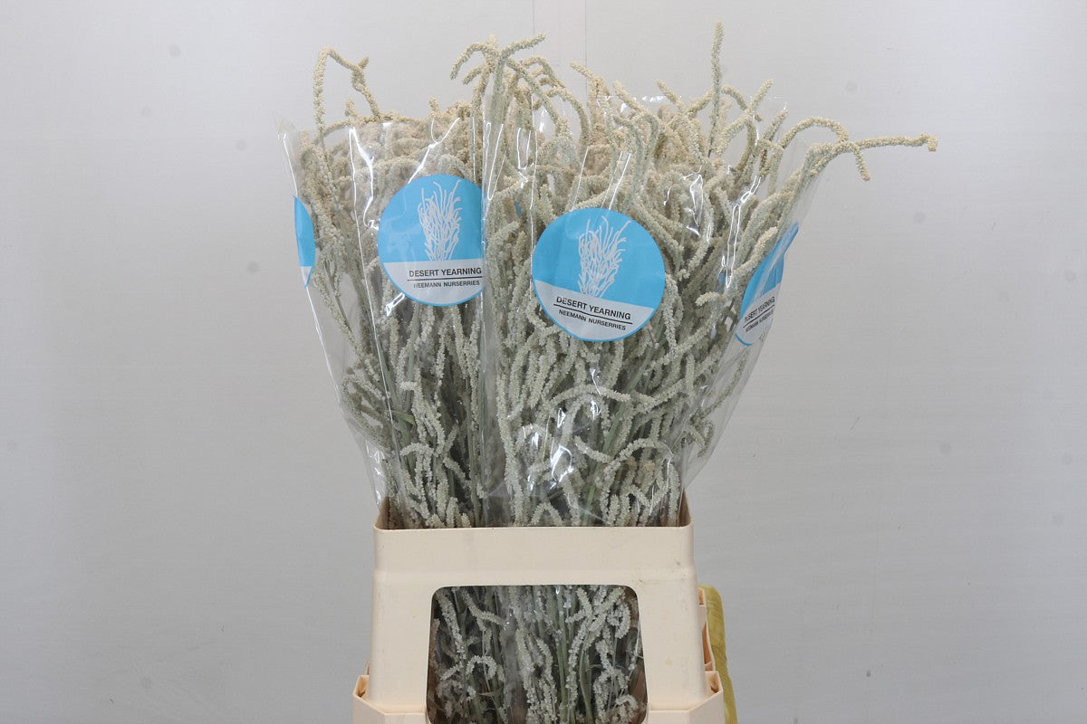 Amaranthus - Amaranthus - Yearming Desert
