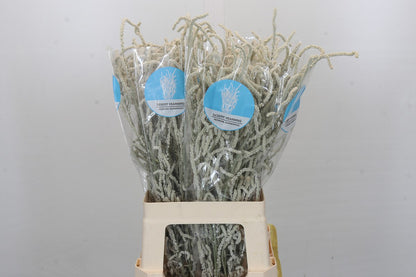 Amaranthus - Amaranthus - Yearming Desert