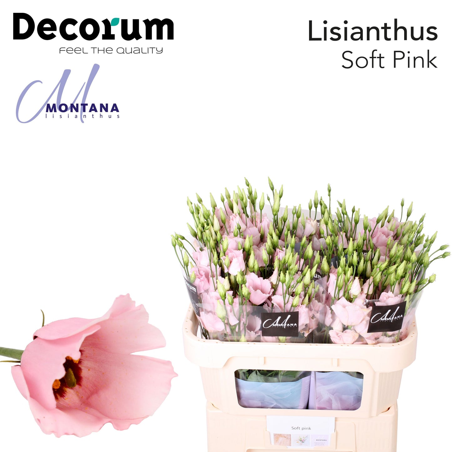 Lisianthus - Eustoma russellianum - Single Flowered Other