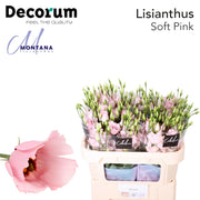 Lisianthus - Eustoma russellianum - Single Flowered Other