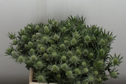 FeedSync:wholesale:f540aee967e826131f7bfc6731e9218b6a0befe2